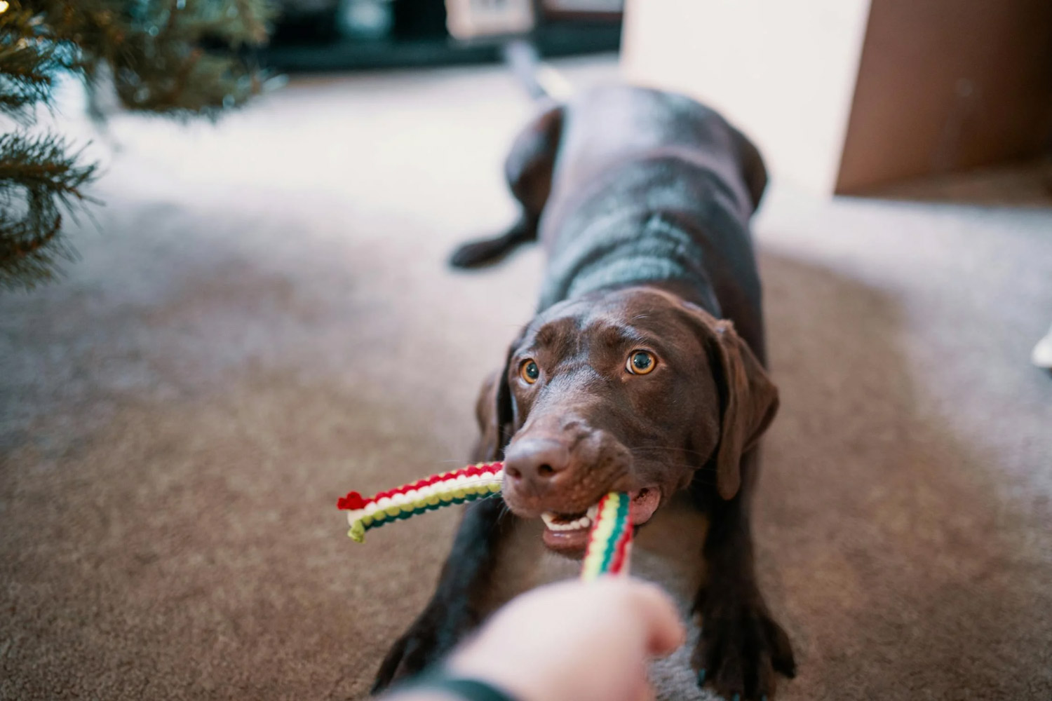 Fun And Safe Pet Toys You Can Find At Your Local Pet Shop