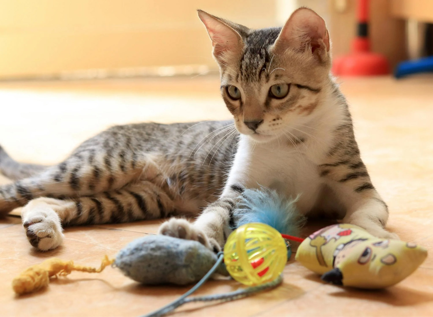 Fun And Safe Pet Toys You Can Find At Your Local Pet Shop