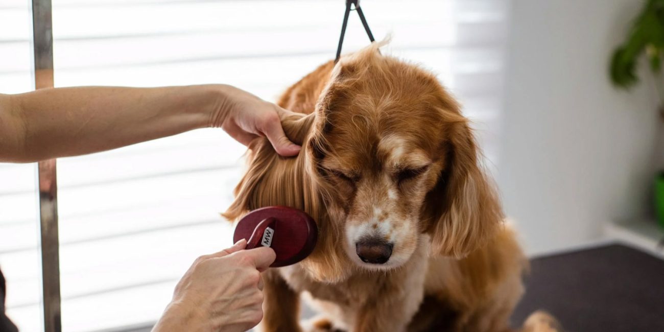 Pet Grooming Tips For Every Breed: What You Need To Know