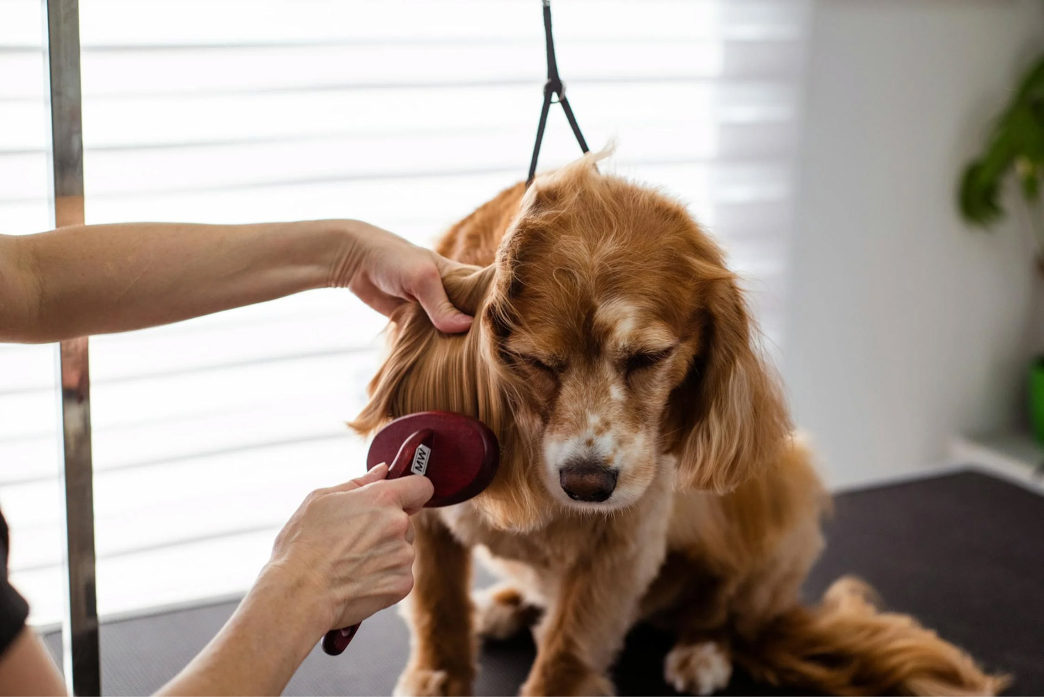 Pet Grooming Tips For Every Breed: What You Need To Know