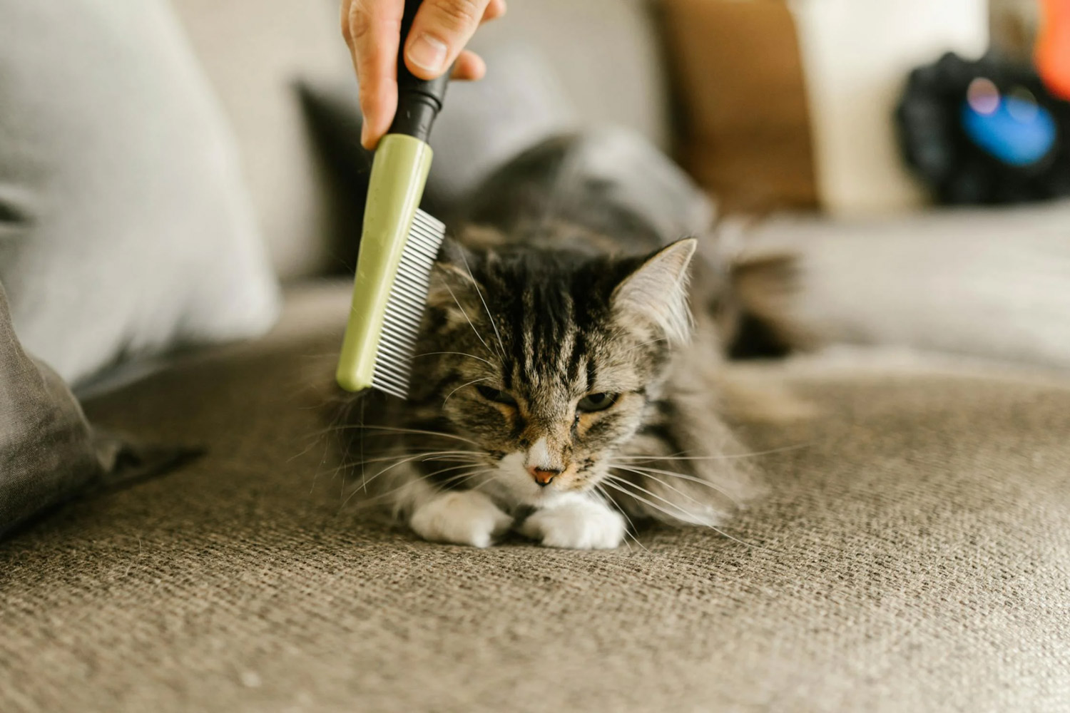 Pet Grooming Tips For Every Breed: What You Need To Know