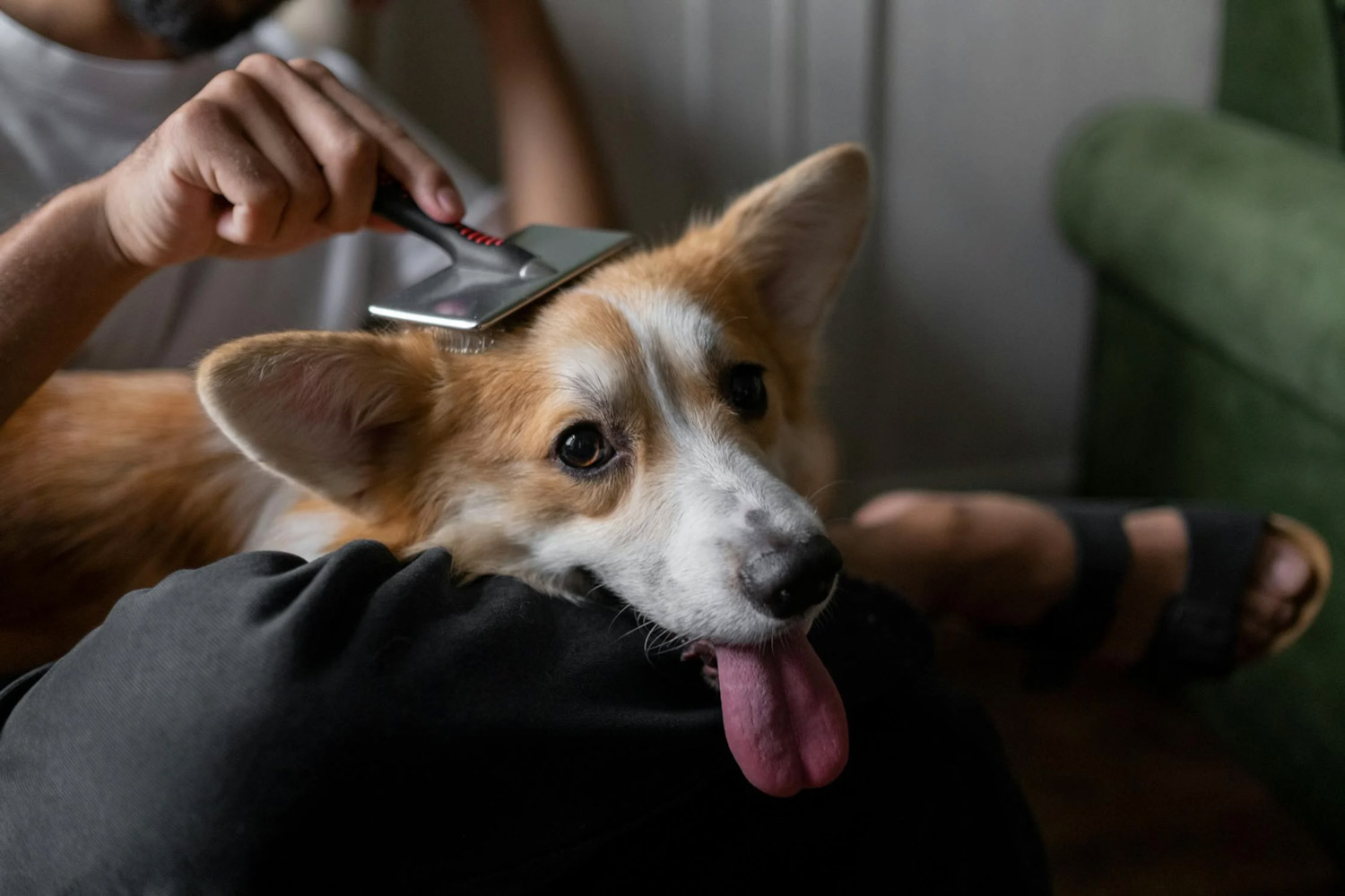 Pet Grooming Tips For Every Breed: What You Need To Know