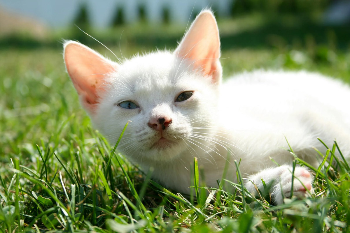 Do Cats Really Need Regular Ear Cleaning? Let's Find Out!